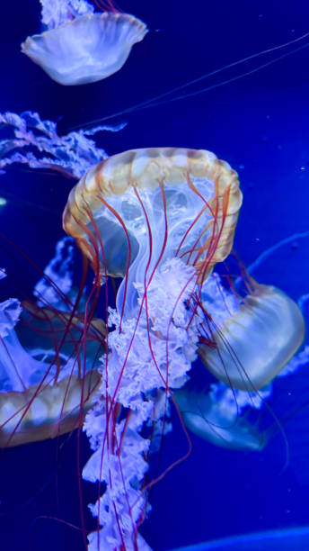 istock The beautiful views in AQUARIUM 2161277125