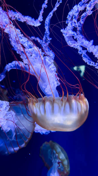 istock The beautiful views in AQUARIUM 2161277137