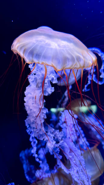 istock The beautiful views in AQUARIUM 2161277144