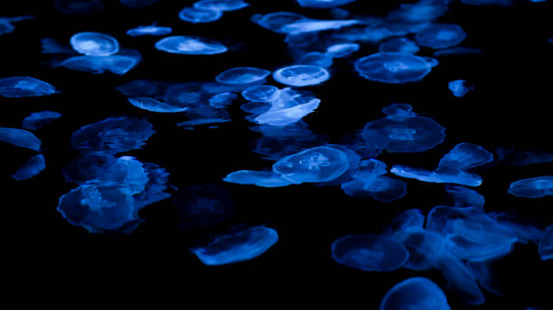 istock The beautiful views in AQUARIUM 2161277179