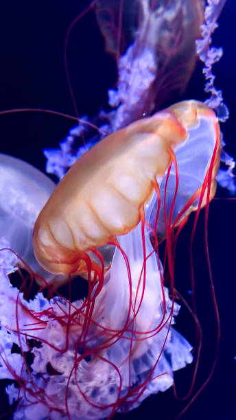 istock The beautiful views in AQUARIUM 2161277227