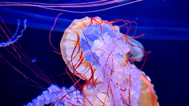 istock The beautiful views in AQUARIUM 2161277229