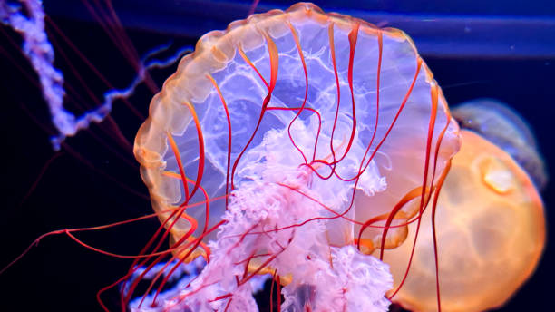 istock The beautiful views in AQUARIUM 2161277230