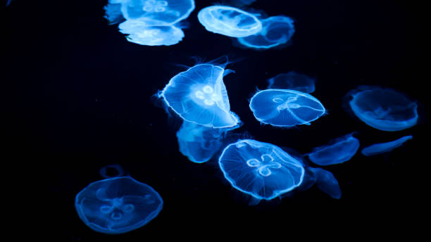 istock The beautiful views in SUMIDA AQUARIUM 2161277329