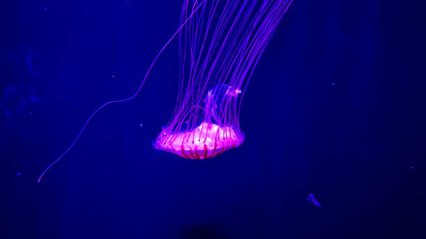 istock The beautiful views in AQUARIUM 2161277373