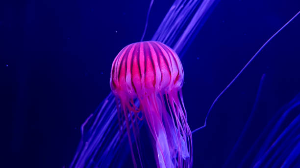 istock The beautiful views in AQUARIUM 2161277374