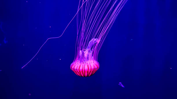istock The beautiful views in AQUARIUM 2161277375