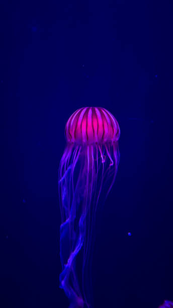 istock The beautiful views in AQUARIUM 2161277480