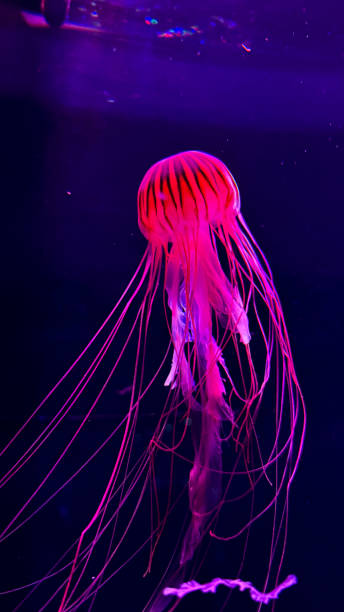 istock The beautiful views in AQUARIUM 2161277534