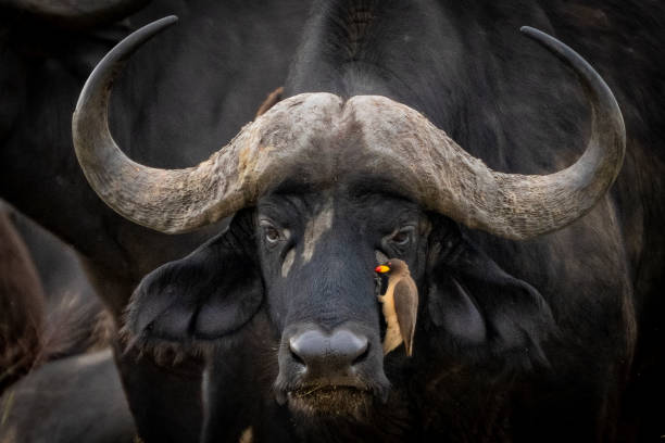 Cape Buffalo with Oxpecker