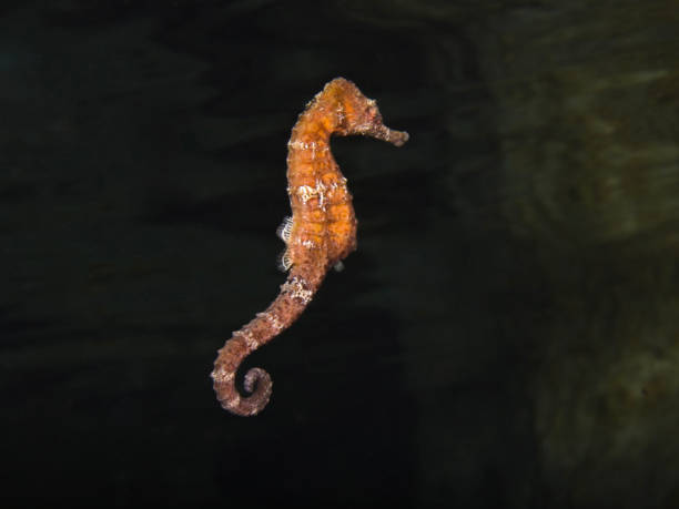 Thorny Seahorse Hippocampus histrix occurs in the tropical Indo-Pacific from South Africa to French Polynesia, north to Japan and south to Australia, but not in the Red Sea. The stationary species occurs at a depth of 0 to 82m, usually from 15 to 40m, max. length 17cm.Hippocampus histrix is a rare inhabitant of shallow sheltered reefs, found among clumps of algae or in seagrass beds and associated with sponges and sea-squirts. Large adults are pelagic and probably associated with drifting debris. The species feeds on zooplanktons and small crustaceans. The male carries the eggs in a brood pouch which is found under the tail. The use in traditional Chinese medicine is increasing with the rise in patent medicines. So Thorny Seahorse Hippocampus histrix has most recently been assessed for the IUCN Red List of Threatened Species in 2017. This specimen was encountered in the Lembeh Strait, Indonesia 1°27'39.6878 N 125°14'33.3432 E at 23m depth