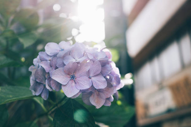Image of hydrangeas blooming along the street,  backlit