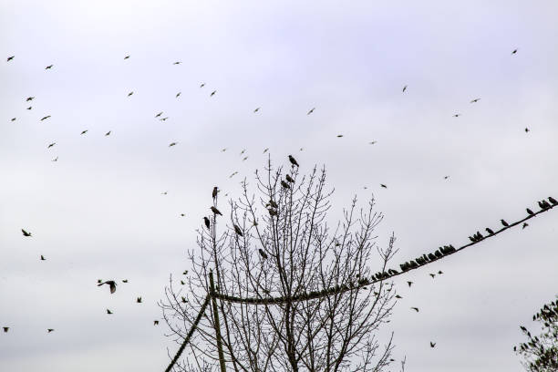 istock Flock of birds 2161280967
