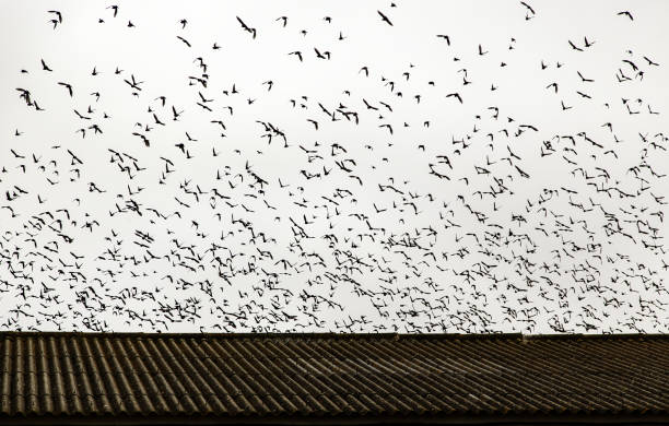 istock Flock of birds 2161280968