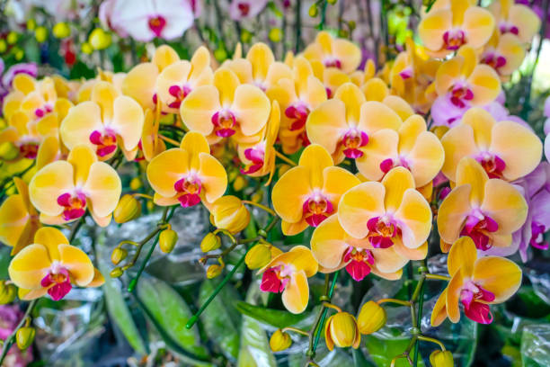 istock Many plants and inflorescences yellow with a red core orchids 2161282291