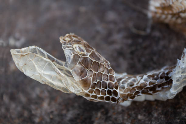 shedding of a yarara snake molting of a Bothrops alternatus snake that lives in South America python change stock pictures, royalty-free photos & images