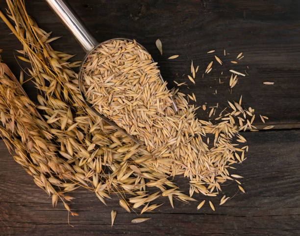 istock shovel spoon with oat grains for forage 2161283955