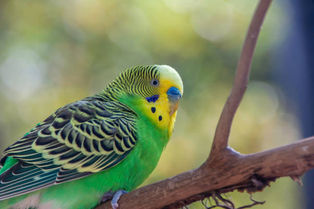 istock Green Budgerigar Sits Quietly On A Branch 2161284088