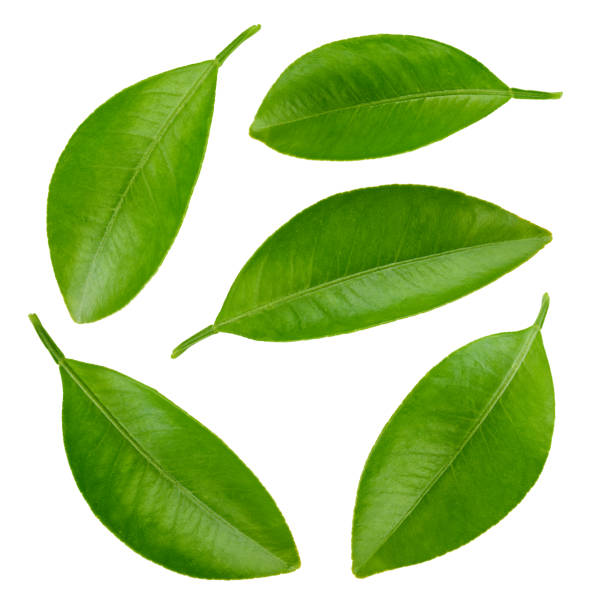 istock Citrus leaves collection isolated 2161285034