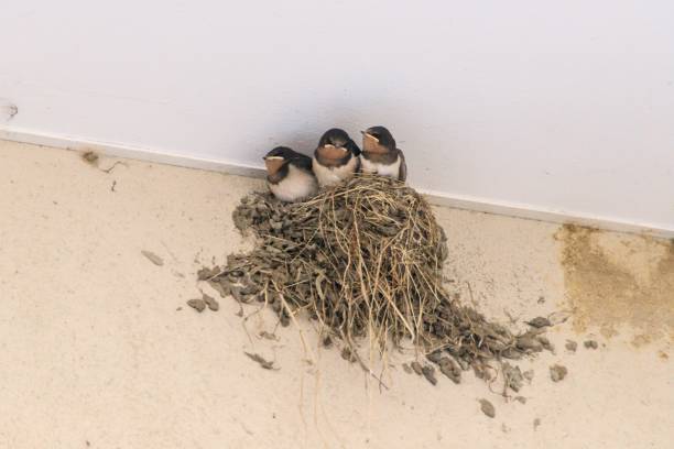 istock Three Baby Birds in Their Nest Under Roof 2161285247