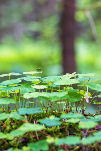 Wood sorrel blades with a fly in a forest