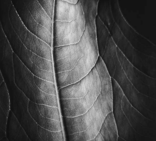istock Veins of a leaf 2161287834
