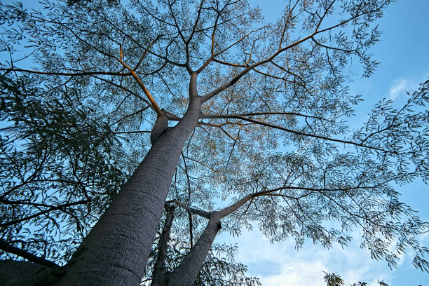Silhouette of Birch tree against a blue sky