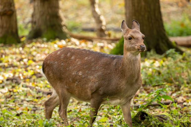 istock Close-up of a deer in the forest 2161288324