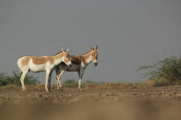 istock The Indian Wild ass 2161288458