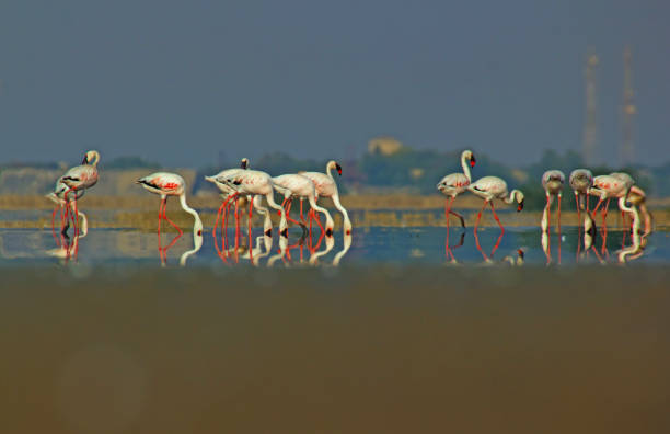 istock The Lesser Flamingos 2161288648