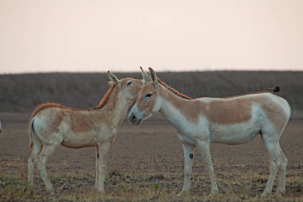 istock The Indian Wild ass 2161288778