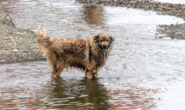 istock A dog walks on water in a river 2161289872