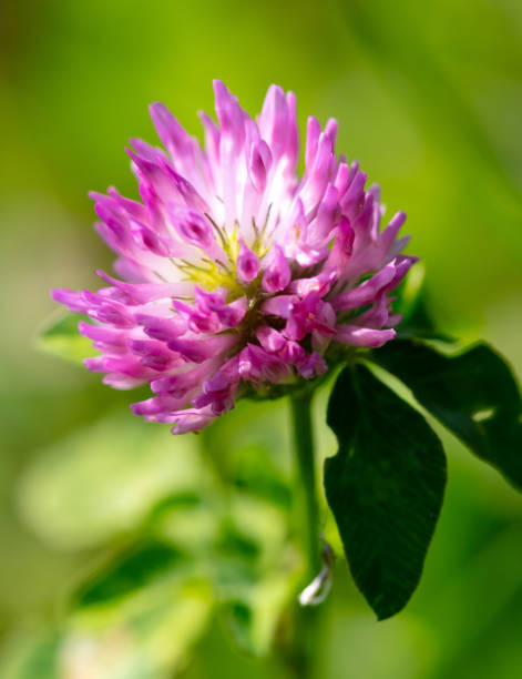 istock Pink flower on clover in nature. Macro 2161289913