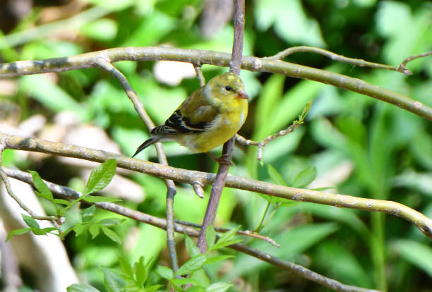 An American Goldfinch perched in a tree in a Texas park.