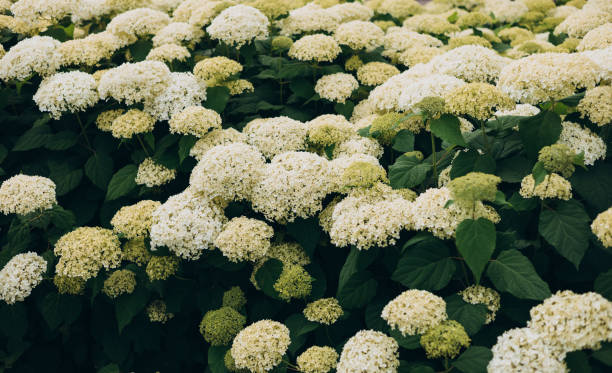 istock White Hydrangea in the Garden. Blooming white hydrangea plants in full bloom. Nature background 2161292696