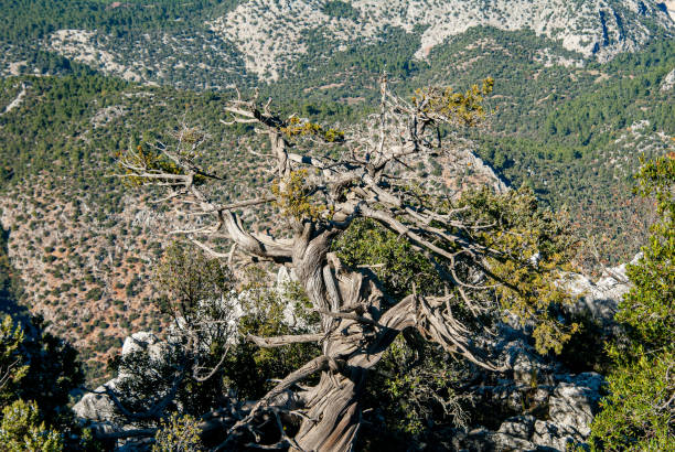 Air dried juniper tree trunk in Termessos National Park Oak and red pine forest in Termessos National Park - Dried juniper tree trunk termessos stock pictures, royalty-free photos & images