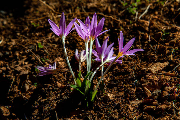 krokus podzimní, endemický druh květiny - ocún-jesenní - stock snímky, obrázky a fotky