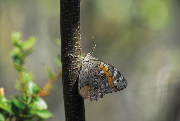 istock Lattice Brown Butterfly 2161293948