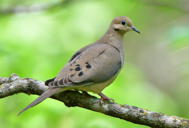 istock Mourning dove in a Texas park. 2161294462