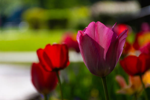 Red and pink tulips