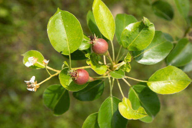 Branch with small pears growing on a tree in the garden