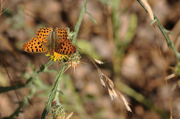 Queen of Spain Fritillary (Latin: Issoria lathonia) Butterfly in Termessos National Park