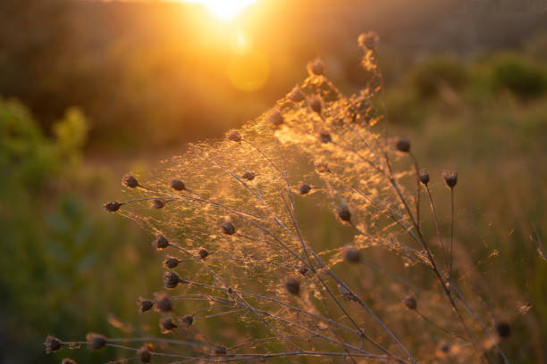 Spider web in sunlights in the forest