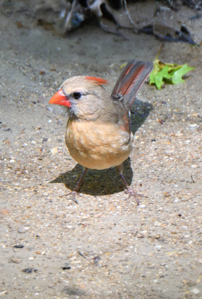 istock A female Northern cardinal bathing in a river at a Texas park. 2161294894
