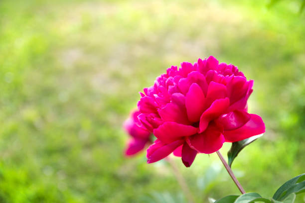 Beautiful Peony flower in the spring garden