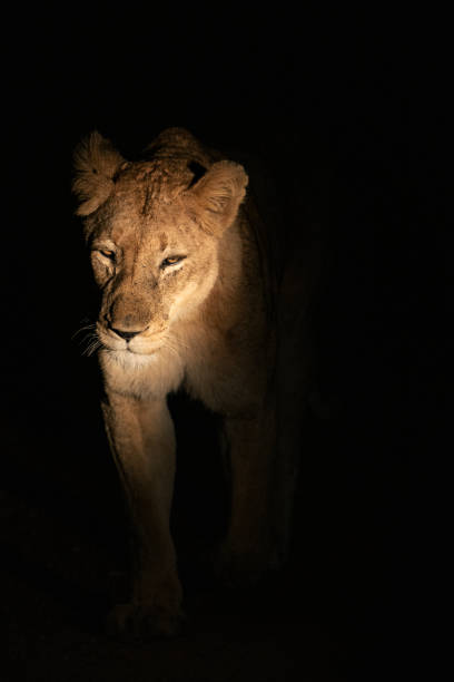 A lioness walking through the dark night towards the camera, Greater Kruger