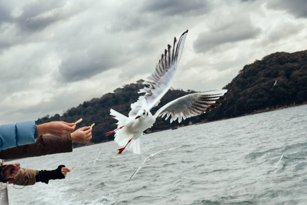 Girl hand feeding seagulls flying over the ferry boat against the background of blue sky. A white seagulls float on a breeze on a clear blue sky sunny day taking food  from a young girl