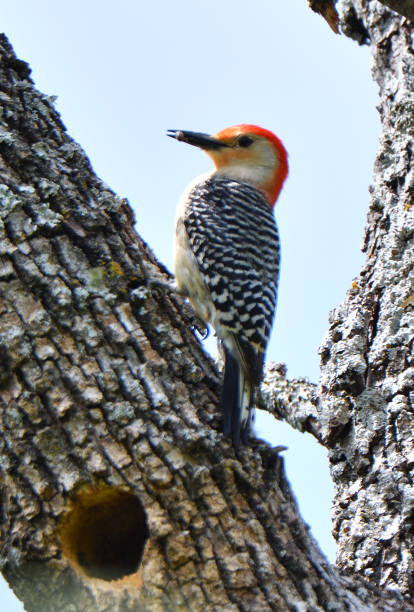 istock Red-bellied woodpecker perched in a tree in a Texas park. 2161297349