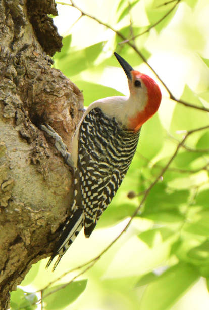 istock Red-bellied woodpecker perched in a tree in a Texas park. 2161297350