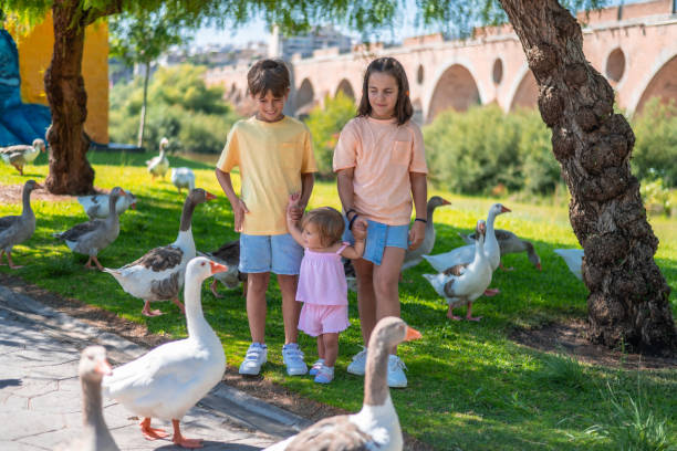 istock Three Children Holding Hands In An Outdoor Park Playing With Ducks 2161297842